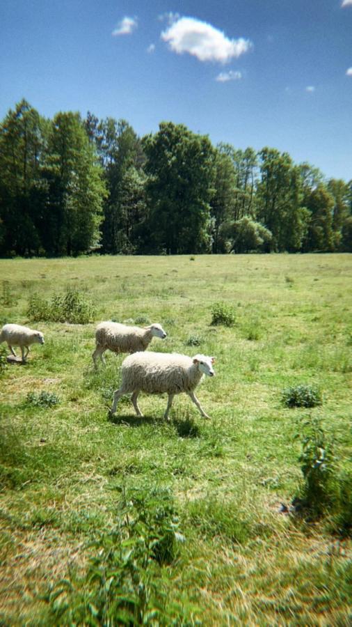 Domki Nad Pilica Krzetow Exteriér fotografie